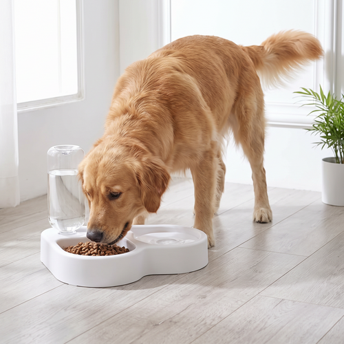 Dog eating and drinking from a dual-use bowl