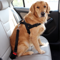 Dog wearing a car seat belt harness