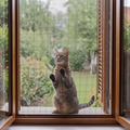 Pet-proof window screen mesh with a cat looking out